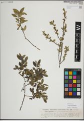 Foto von Salix myrsinifolia Salisb.